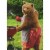 Bear in Striped Apron and Red Shorts Grilling Burgers Funny / Humorous Birthday Card Perspective: front