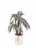 Signature Potted Alocasia Perspective: front