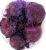 Red Onions Perspective: front