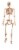 Holiday Home® Pose-N-Stay Skeleton - Cream Perspective: front