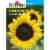 Burpee Sunflower Jua Maya Hybrid Seed Packet Perspective: front
