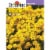 Burpee Gold Dust Alyssum Seeds Perspective: front