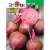Burpee Beet Merlin Hybrid Seeds Perspective: front