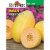 Burpee® Melon Mango Hybrid Seed Packet Perspective: front