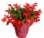 Fresh Holiday Zygo Christmas Cactus in 6 inch Container Perspective: front