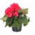 Fresh Begonia Coral in 8" pot Perspective: front