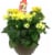 Fresh Begonia Blitz Yellow in 8" pot Perspective: front