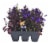 Fresh Lobelia Solid Flat Perspective: front