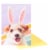 American Greetings Easter Card #60, Dog With Bunny Ears Perspective: front