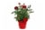 4" Rose Mini Perspective: front