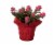 Fresh Holiday Zygo Christmas Cactus in 6 inch Container Perspective: front