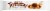 Toffifay® Hazelnut & Chocolate Caramel Candy Bar Perspective: front
