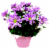 Special Blooming Plant Assorted Perspective: front