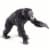 Chimpanzee Perspective: front