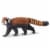 Red Panda Perspective: front