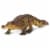 Sarcosuchus Toy Perspective: front