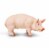Boar Perspective: front