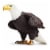 Bald Eagle Perspective: front