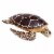 Sea Turtle Perspective: front