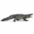 Saltwater Crocodile Perspective: front
