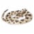 Eastern Diamondback Rattlesnake Perspective: front