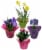 Assorted Bulbs Perspective: front