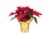 Fresh Red Poinsettia Plant in 4.5 inch Foil Covered pot Perspective: front