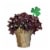 Shamrock Potted Plant Perspective: front