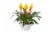 Bromeliad in Ceramic Pot Perspective: front