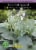 Hosta Drinking Gourd Bulb Sets Perspective: front