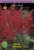 Astilbe Fanal Bulb Set Perspective: front