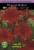 Asiatic Lily Blackout Seeds Perspective: front