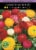 Ranunculus Mix Seeds Perspective: front