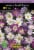 Anemone Blanda Breeze Mix Perspective: front
