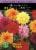 Dahlia Mixed Bulbs Perspective: front