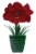 Amaryllis Ferrari Bulbs Perspective: front