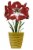 Amaryllis Stargazer Bulbs Perspective: front