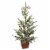 Northlight 28  Potted Frosted Pine Artificial Christmas Tree – Unlit Perspective: front
