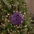 Northlight 7 Purple Flower Glitter Petal Shatterproof Ball Christmas Ornament Perspective: front