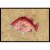 Carolines Treasures 8812JMAT Strawberry Snapper Doormat 24x36 Perspective: front