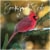 2022 Backyard Birds 12 Month Wall Calendar by TF Publishing Perspective: front