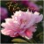 2022 Flowers 12 Month Wall Calendar by TF Publishing Perspective: front