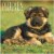 2022 Puppies 12 Month Wall Calendar by TF Publishing Perspective: front