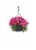Fresh Blooming Flowers in Hanging Basket - 12 inch container Perspective: front