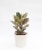 Premium Tropical Plant Perspective: front