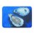 Carolines Treasures MW1095RUG Oysters Seafood Four Machine Washable Memory Foam Perspective: front