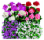Geranium Assorted Perspective: front