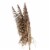 Dried Pampas Grass Perspective: front