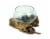 Blown Molten Glass Decorative Bowl / Terrarium On Teak Driftwood Base Perspective: front