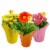 Blooming Potted Plant with Bee Pick - Assorted Colors Perspective: front